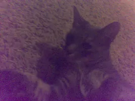 Take a terrible selfie of your pet! Take a terrible selfie of your pet!