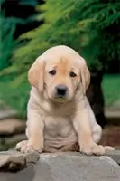 stop animal abuse! stop animal abuse!