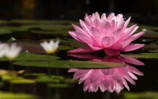 What's Your Favourite Flower? What's Your Favourite Flower?
