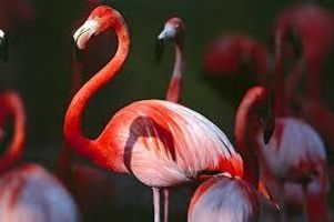 Do you like flamingos?