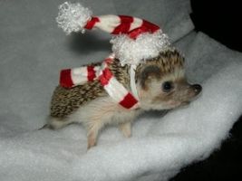 Do you like hedgehogs?