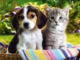 The Ultimate Question: Which is better? Cats or Dogs?!?! The Ultimate Question: Which is better? Cats or Dogs?!?!