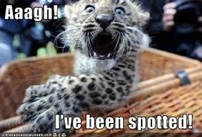 Funny?Leopard?