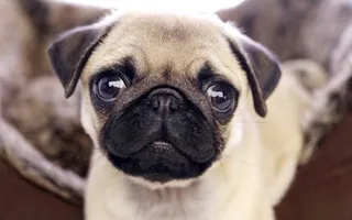 Cutest pug quote? Cutest pug quote?