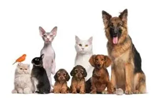Cats, Dogs, Bunnies, or Birds Cats, Dogs, Bunnies, or Birds