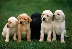 which dog? (these are the tipes of dogs i have =) which dog? (these are the tipes of dogs i have =)