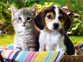dog or cat? (1) dog or cat? (1)