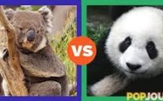 Panda vs koala ! Bear bro.s !