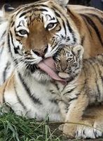 Do you like tigers?