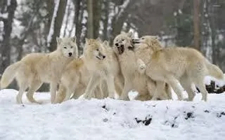 How long do you think you can survive As a wolf in A very hungry pack? How long do you think you can survive As a wolf in A very hungry pack?