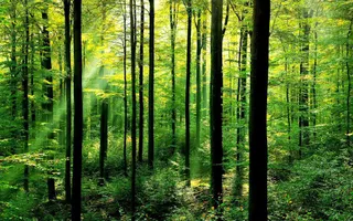 What's your favourite type of tree? What's your favourite type of tree?