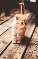 What cat is the cutest?