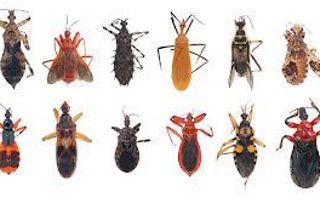 Guess what? An average human accidentally eats 5 pounds of bugs each year!!!