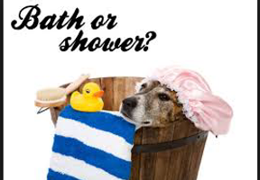 Bath or Shower?