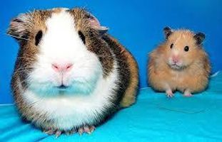 guinea pigs or hamsters?