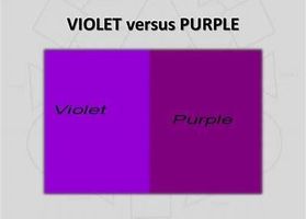 Do you say "purple" or "violet"?