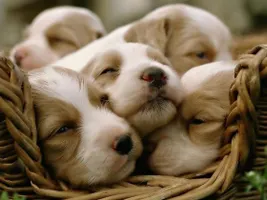 Chugs or Weimaraners? Chugs or Weimaraners?