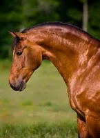 What's your favorite horse coat color? What's your favorite horse coat color?