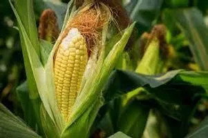 How do you make your corn? How do you make your corn?