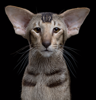 What do you think of Oriental Shorthairs?