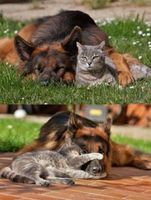 Cats vs Dogs... Which is better?