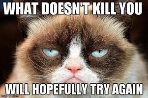 What grumpy cat meme makes you laugh more?