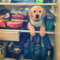 Who would be the better kitchen helper? Who would be the better kitchen helper?