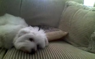 Is this dog cute? Is this dog cute?