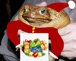 Vote fredrick for Santa and qfeasts icon