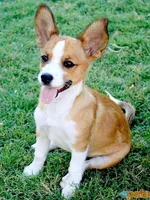 Do you have a dog? (1) Do you have a dog? (1)