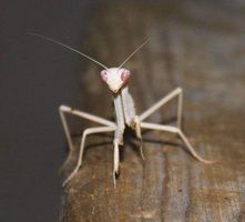 Do Albino Praying Mantises Suck