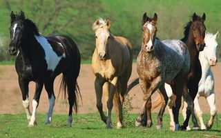 What's Your Favorite Horse Color?