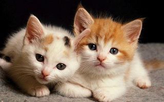 which cat picture is cuter ?