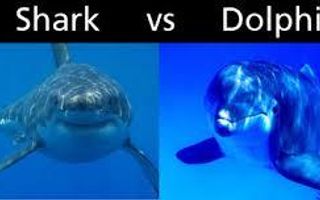 Dolphins or Sharks?