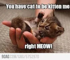 Funny cat!!! Funny cat!!!