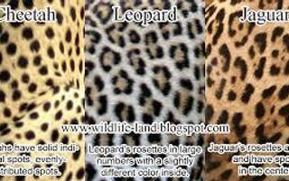 What is the best? Leopards, Cheetahs or Jaguars?