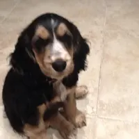 What is your opinion on my new puppy? What is your opinion on my new puppy?