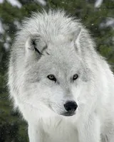Do You Like Wolves? (3) Do You Like Wolves? (3)