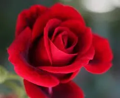the best Rose the best Rose