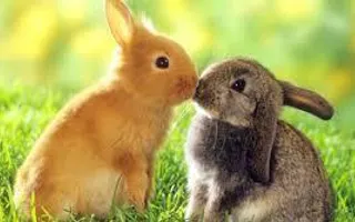 Do you like bunnies? Do you like bunnies?
