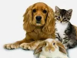 Which animal do you want? Which animal do you want?