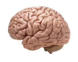 Intelligence or Happiness? Intelligence or Happiness?