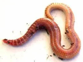 Do you like worms? Do you like worms?