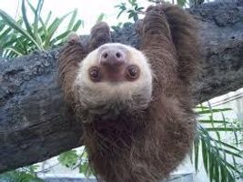 Do you like sloths?