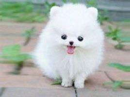 Can you say Puffy Puppy ten times fast?