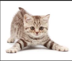 What is the best kitten name (female)?