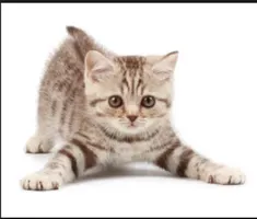 What is the best kitten name (female)? What is the best kitten name (female)?