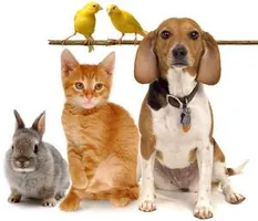 If you could have a pet out of these select few, which one would it be? If you could have a pet out of these select few, which one would it be?