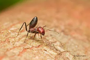 Are ants hot? Are ants hot?