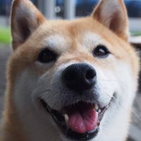 Are shiba inus cute to you?